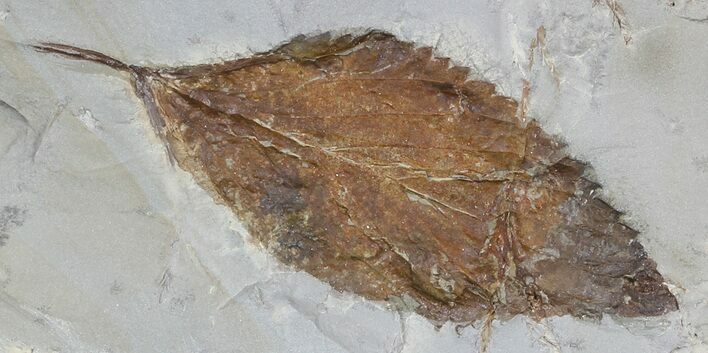 Detailed Fossil Hackberry Leaf - Montana #56183